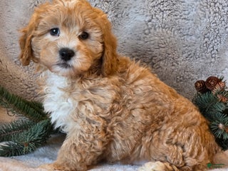 Shihpoo dogs Tanner - Ad 40