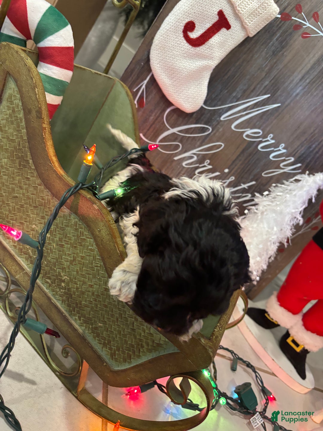 Cockapoo dogs for sale: Cockapoo Puppy 1 - Ad 8