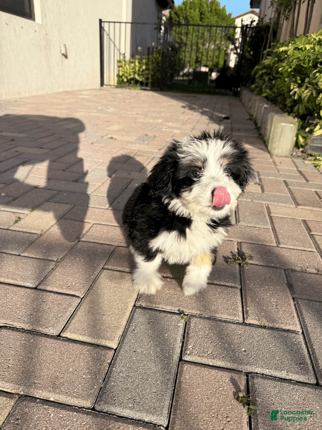 Mixed Breed dogs for sale: LUNA - Ad 1