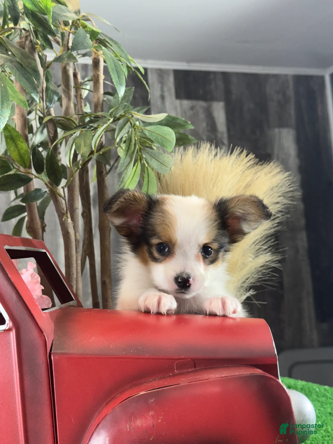 Papillon dogs for sale: Roger🐘 - Ad 2