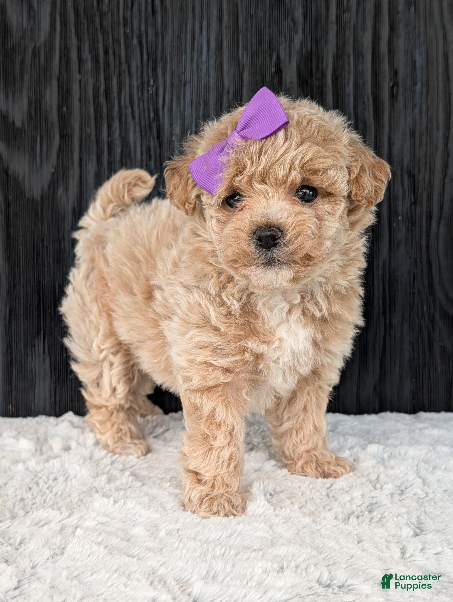 Bichpoo dogs for sale: Poppy - Ad 3