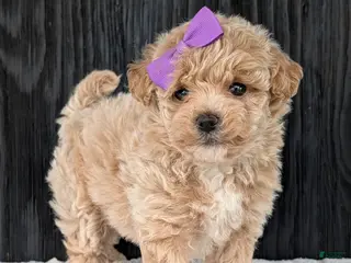Bichpoo dogs for sale: Poppy - Ad 3
