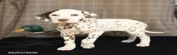 Dalmatian dogs for sale: Duchess - Ad 1