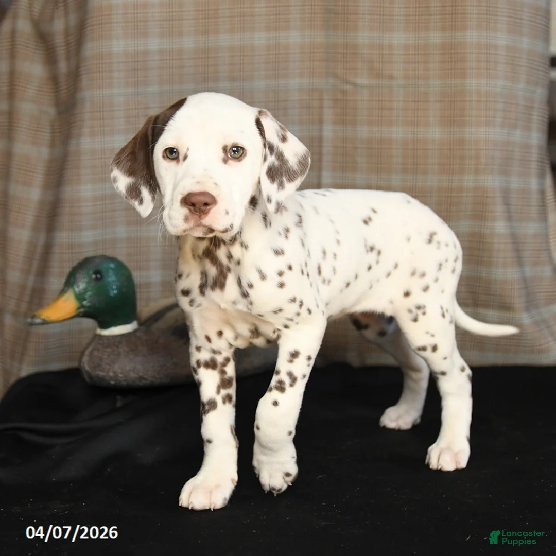 Dalmatian dogs for sale: Duchess - Ad 1