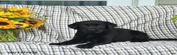 Labrador Retriever dogs for sale: Lillie - Ad 2