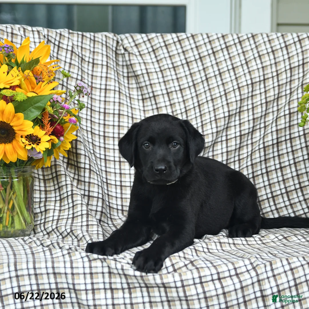 Labrador Retriever dogs for sale: Lillie - Ad 2