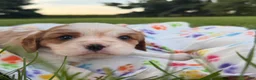 Cavalier King Charles Spaniel dogs for sale: Christopher Cavalier King Charles Spaniel  - Ad 2