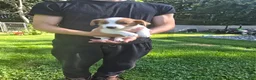 Jack Russell Terrier dogs for sale: Jack Russell Terrier 4 - Ad 9