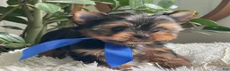 Yorkshire Terrier dogs for sale: Taco - Ad 4