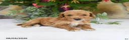 Mini Goldendoodle dogs for sale: Ranger - Ad 3