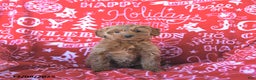 Mini Goldendoodle dogs for sale: Holly - Ad 4