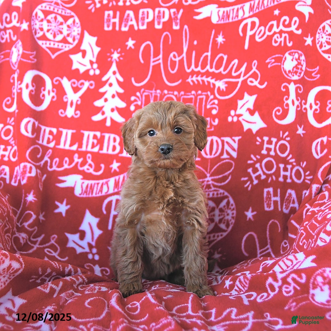 Mini Goldendoodle dogs for sale: Holly - Ad 4