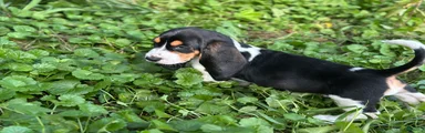 Daisy 