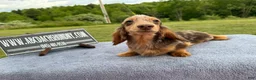 Miniature Dachshund dogs for sale: Import Show Boy Chocolate Dapple  - Ad 4