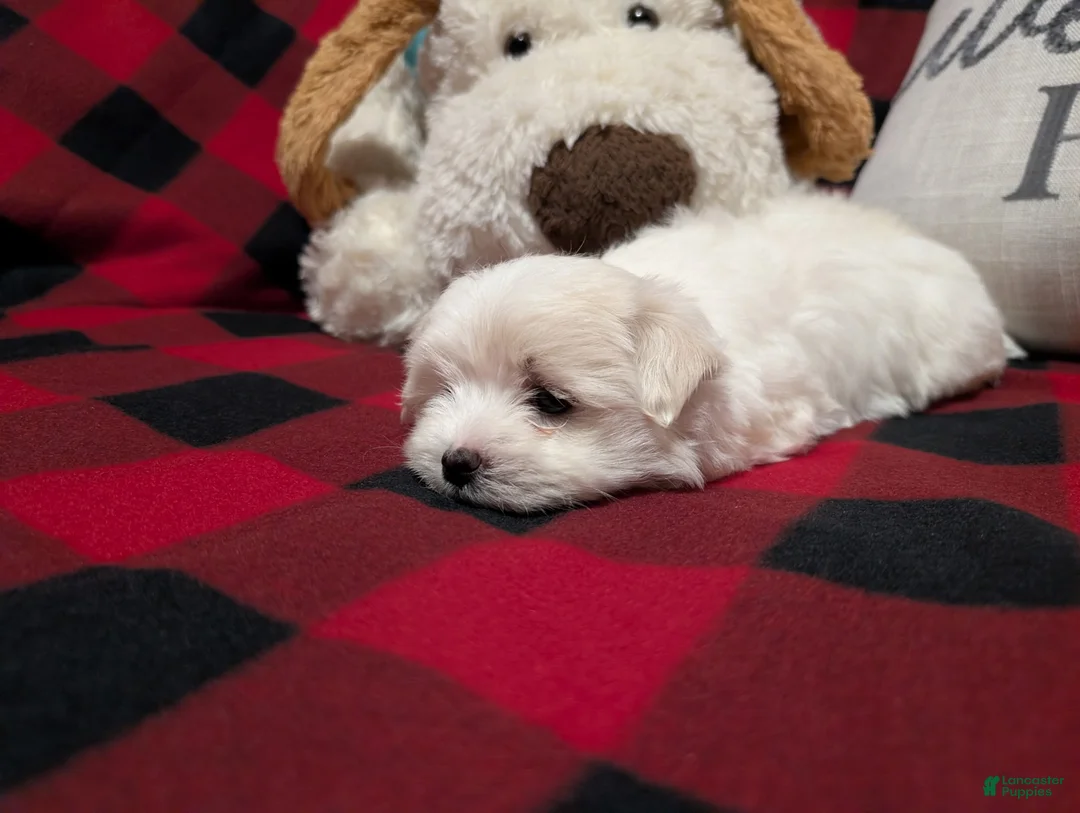 Maltese dogs for sale: Maltese Puppy 2 - Ad 3