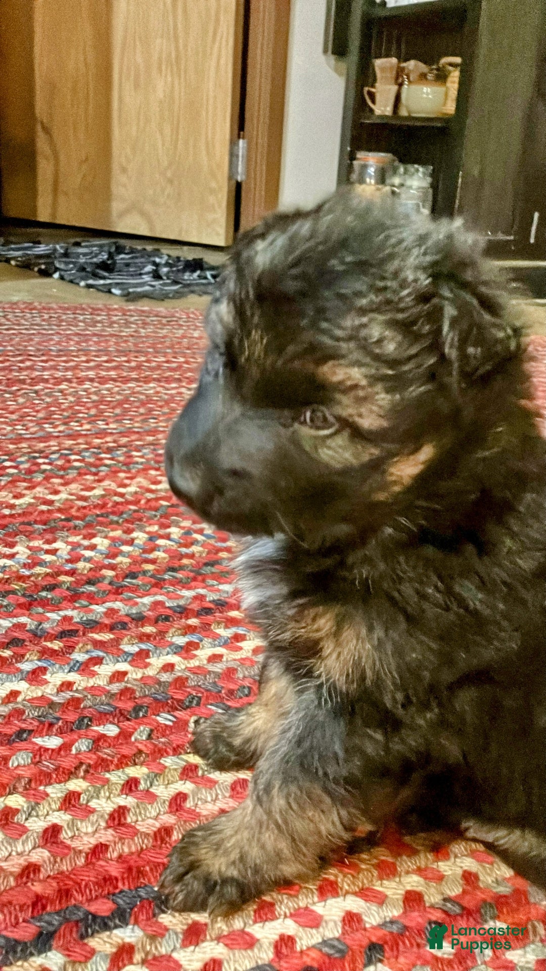 German Shepherd dogs for sale: ♥️SWEET SABLE ♥️ - Ad 48