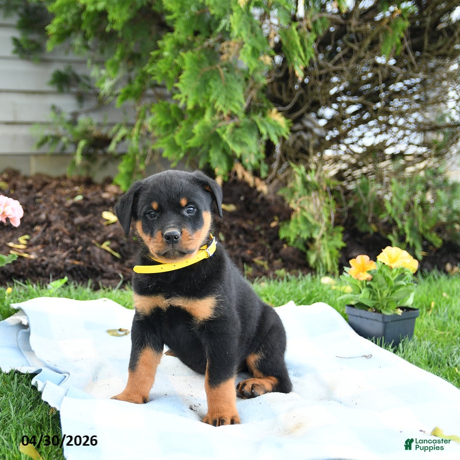 Rottweiler dogs Vinny - Ad 2
