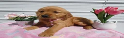 Golden Retriever dogs for sale: Golden Retriever Puppy 1 Ophiela - Ad 1