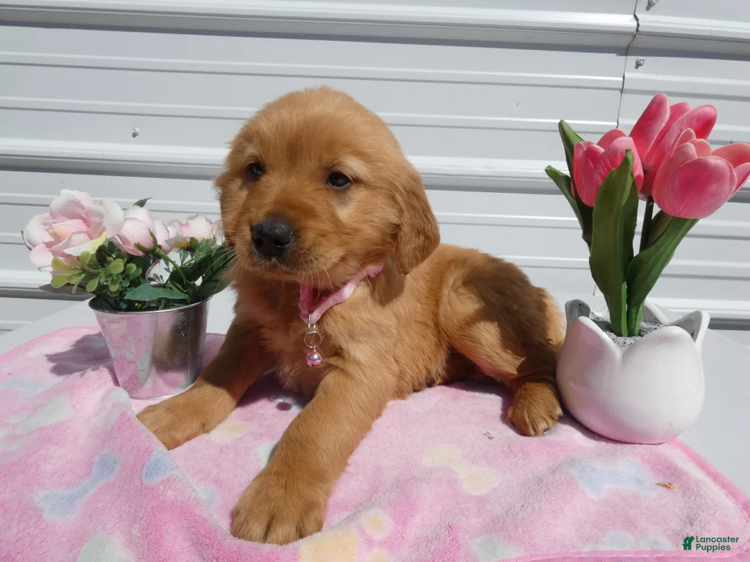 Golden Retriever dogs for sale: Golden Retriever Puppy 1 Ophiela - Ad 1