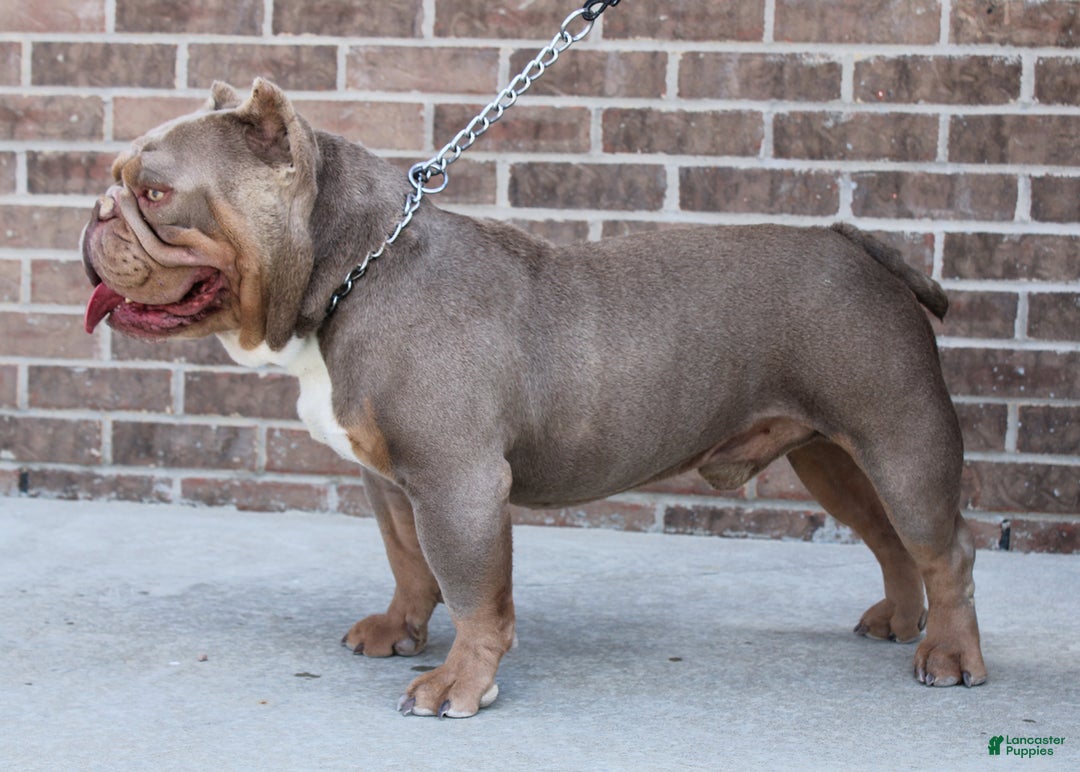 American Bully dogs for sale: Cedric - Ad 7