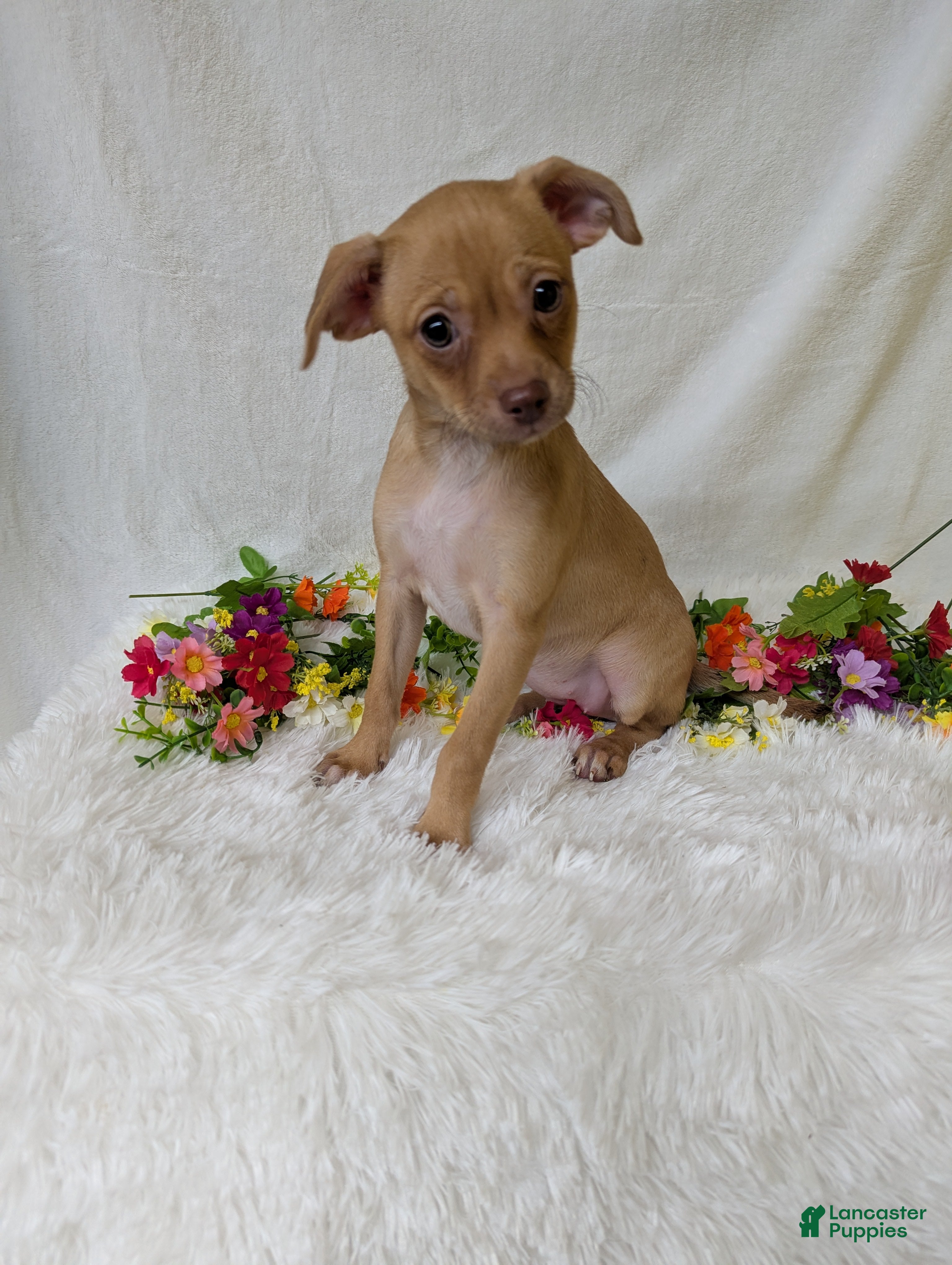 Chihuahua dogs Mary legs - Ad 1
