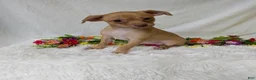 Chihuahua dogs for sale: Mary legs - Ad 1