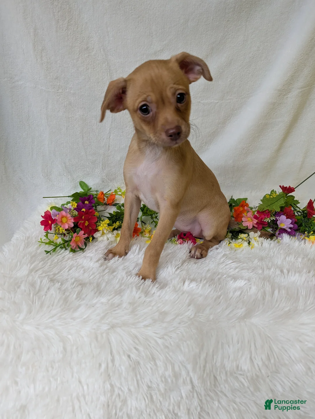 Chihuahua dogs for sale: Mary legs - Ad 1