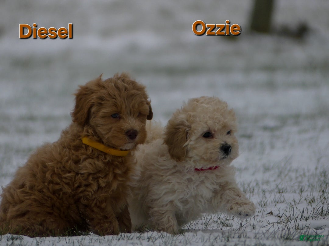 Maltipoo dogs for sale: Diesel  - Ad 8