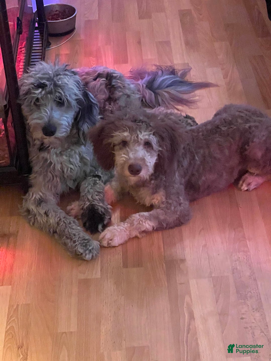 Gallery Image {{count}}