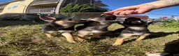 German Shepherd dogs for sale: German Shepherd 2 - Ad 7