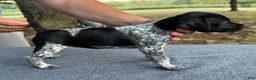 German Shorthaired Pointer dogs for sale: Girl 4 - Ad 1
