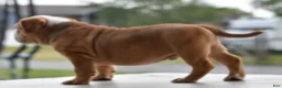 Mixed Breed dogs for sale: Hercules Bulldog hybrid  - Ad 40