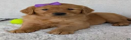 Golden Retriever dogs for sale: Miss Goldie  - Ad 3