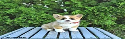 Welsh Corgi Pembroke dogs for sale: Brittany - Ad 2