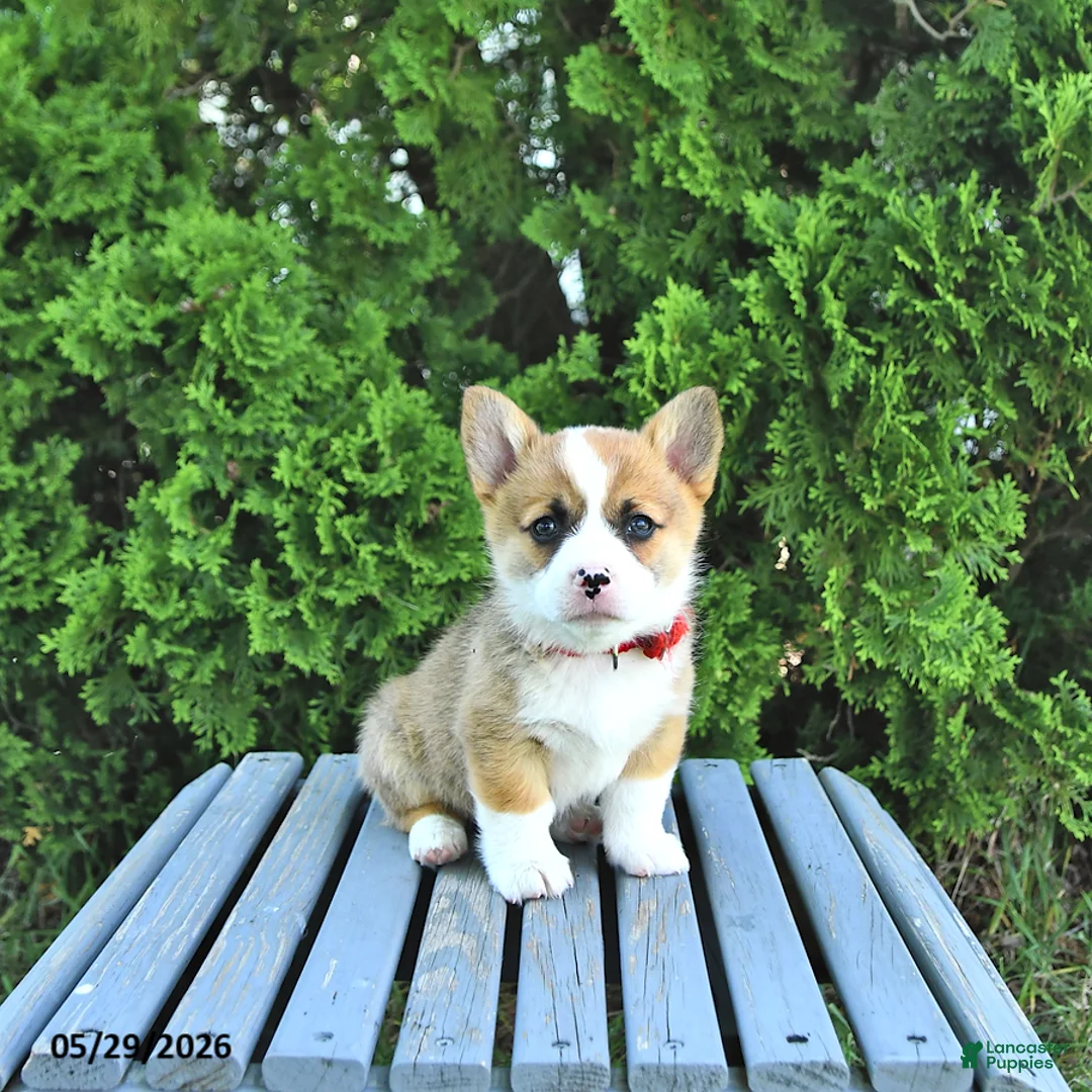 Welsh Corgi Pembroke dogs for sale: Brittany - Ad 2