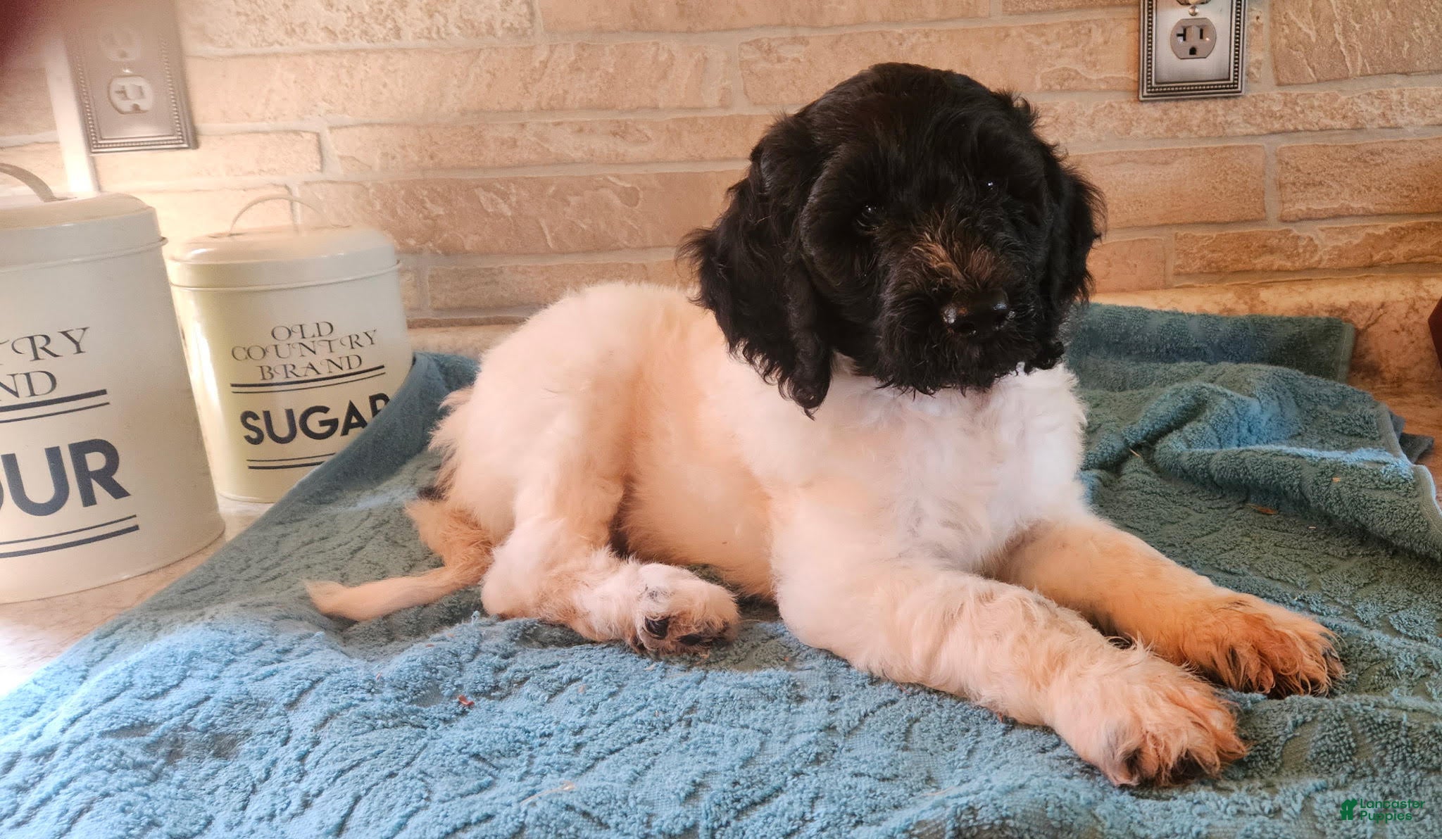 Goldendoodle dogs Rollo - Ad 2