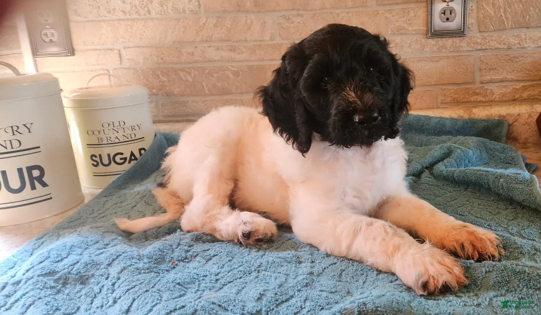 Goldendoodle dogs for sale: Rollo - Ad 2