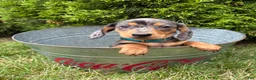 Dachshund dogs for sale: Sullivan - Ad 5