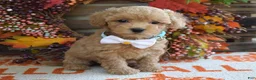 Maltipoo dogs for sale: Molly - Ad 6