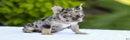 French Bulldog dogs for sale: Joy - Ad 5