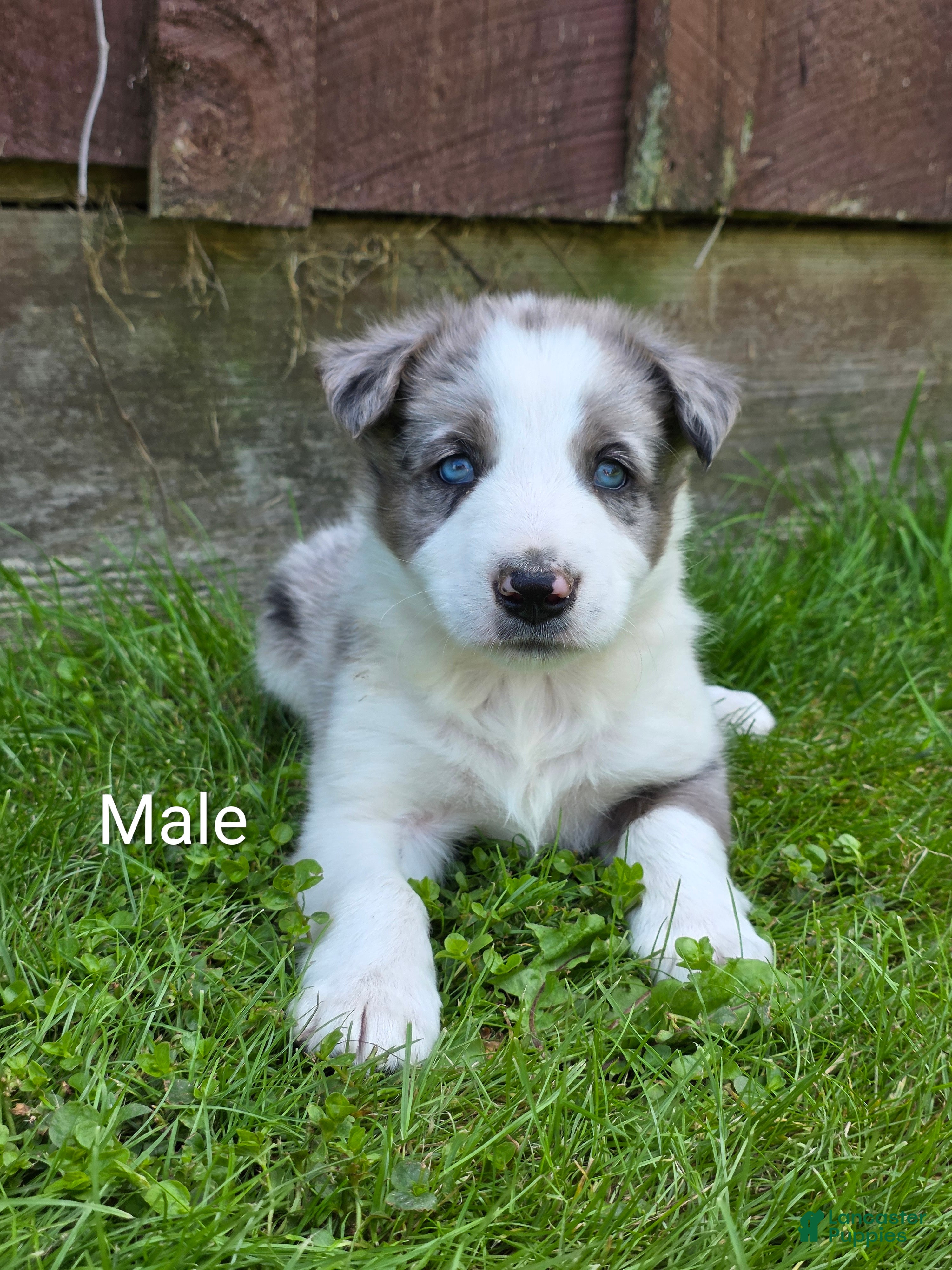 Border Collie dogs Hank - Ad 30