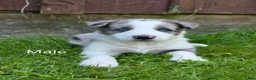 Border Collie dogs for sale: Hank - Ad 1