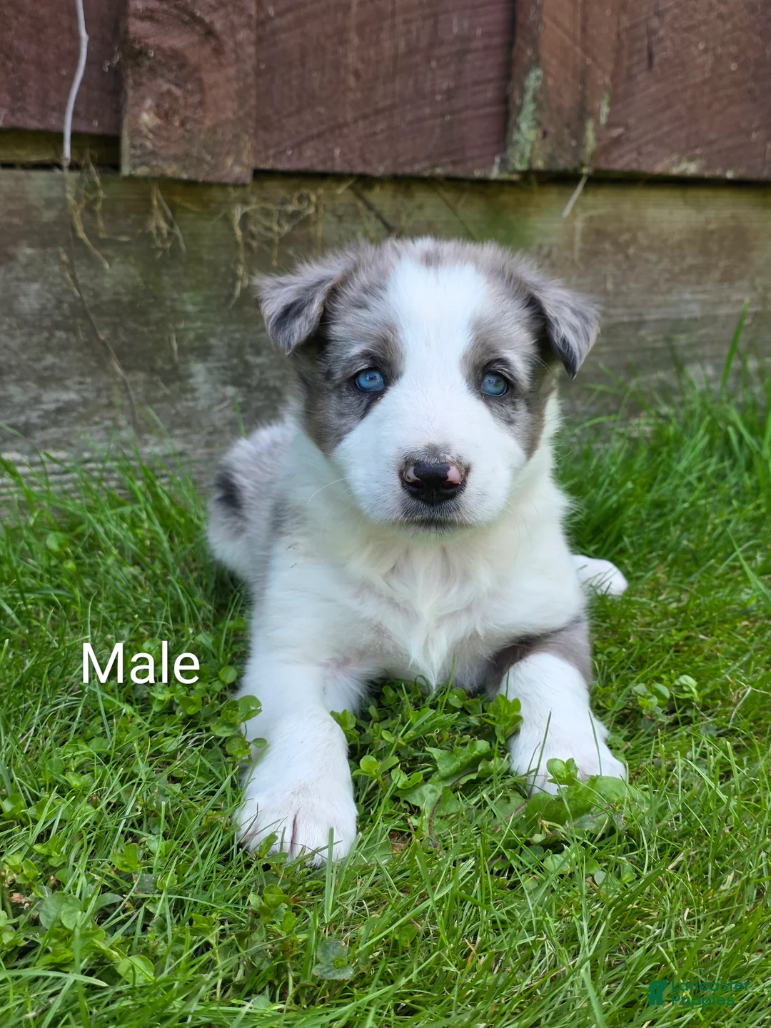 Border Collie dogs for sale: Hank - Ad 1