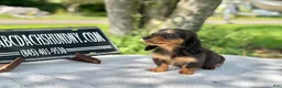 Miniature Dachshund dogs for sale: Russian AKC dapple Lh girl - Ad 8