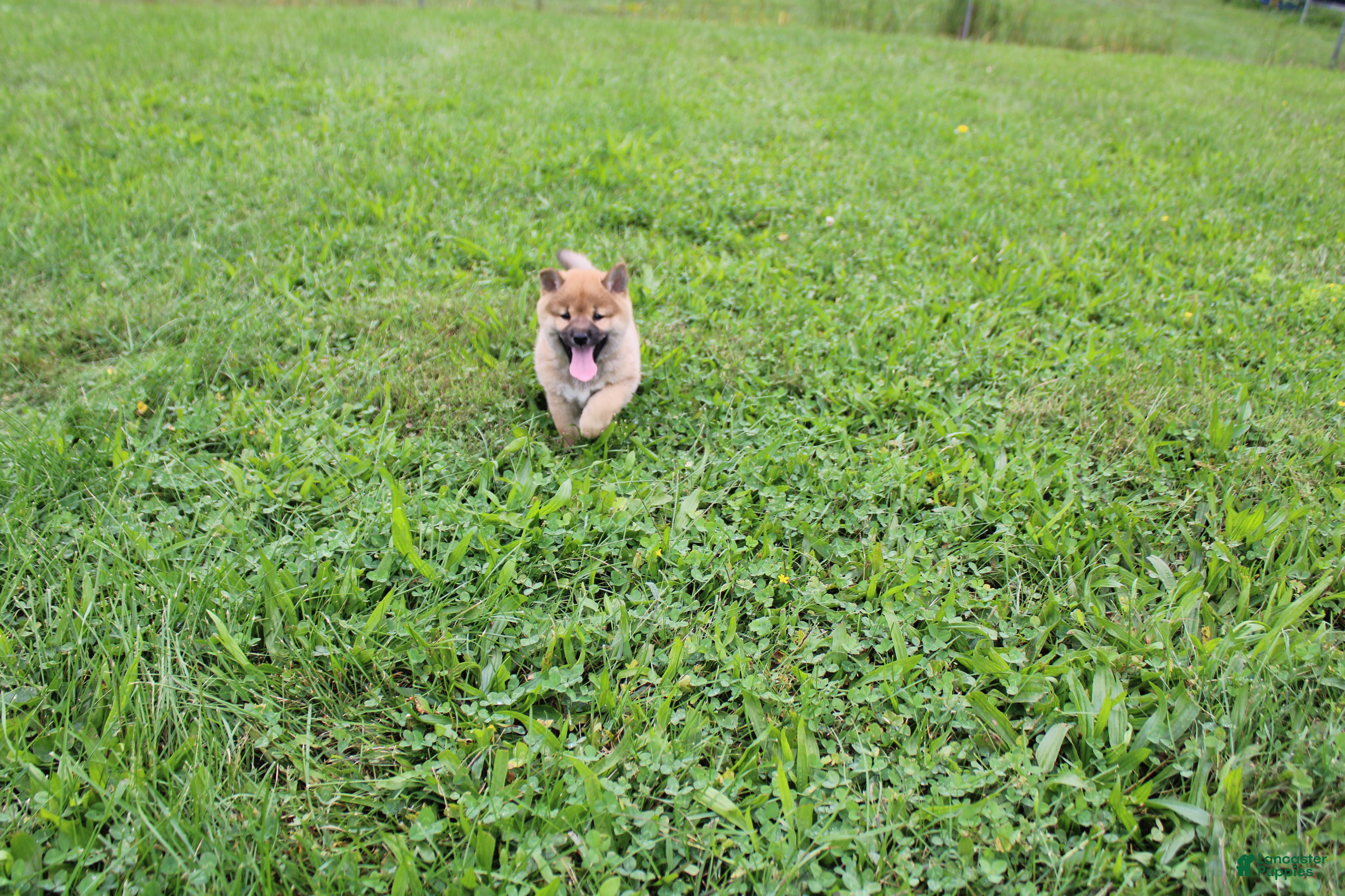 Shiba Inu dogs Beef - Ad 2