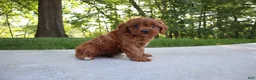 Cavapoo dogs for sale: Trixi - Ad 4