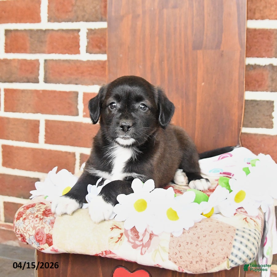 Mixed Breed dogs Lilly - Ad 1