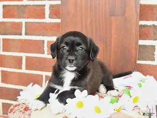 Mixed Breed dogs for sale: Lilly - Ad 2