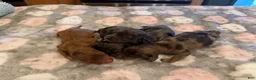 Miniature Dachshund dogs for sale: Red dapple girl - Ad 4