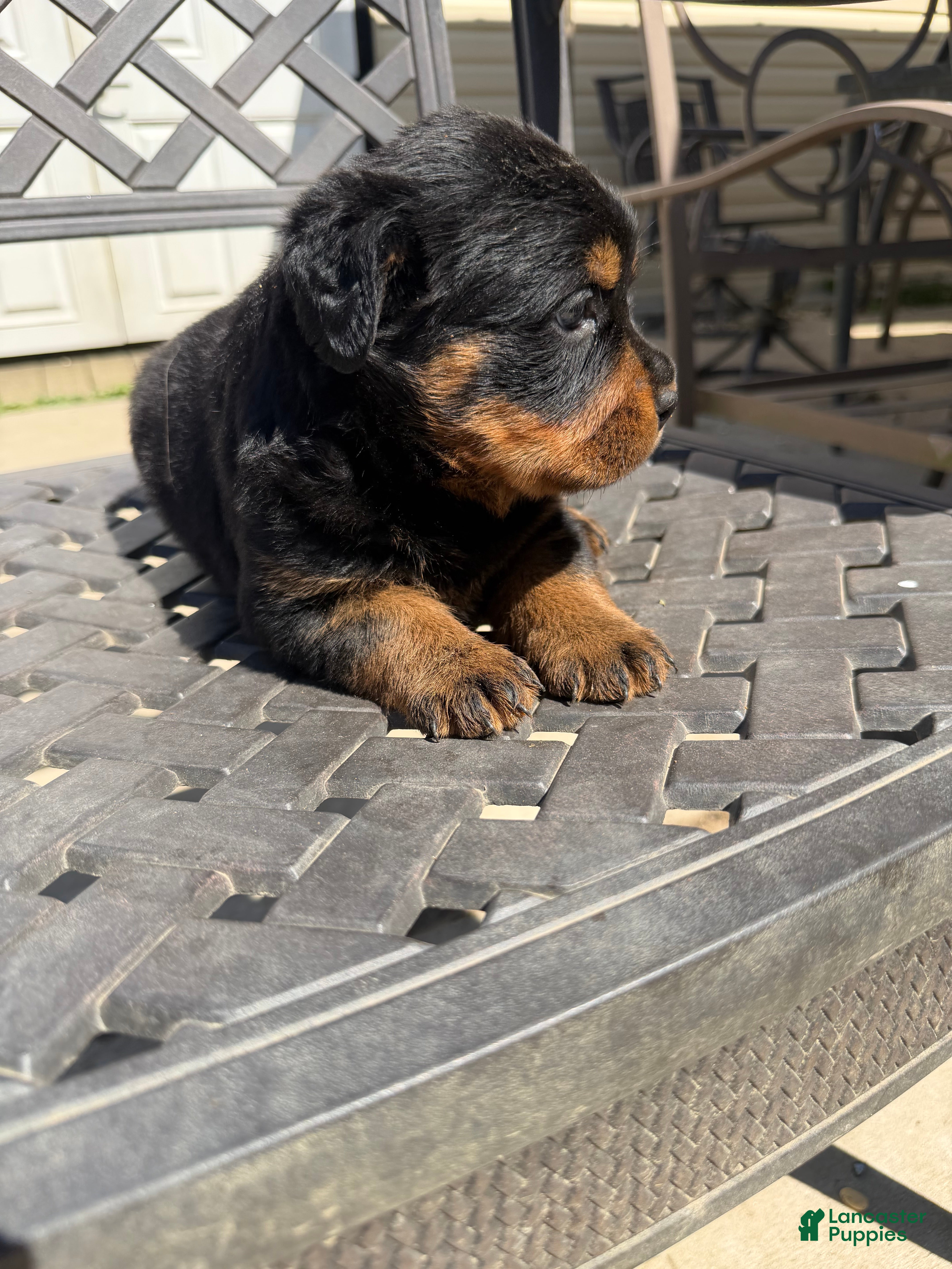 Rottweiler dogs Puppy 2 - Ad 1